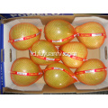 Buah pomelo lezat yang manis dan segar